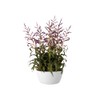 Elho 5761142315000 Flower Bowl, White, 23 x 23 x 30