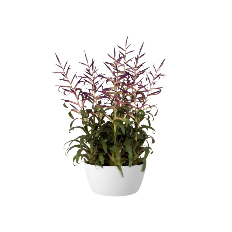 Elho 5761142315000 Flower Bowl, White, 23 x 23 x 30
