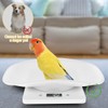 Digital Pet Scale 10kg/1g High Precision Small Pet Cat Weighing