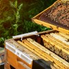 Qualirey 100 Pcs Plastic Hive Beetle Traps Small Beehive Beekeeping