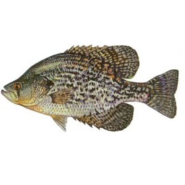 Fish Stix Crappie Decal