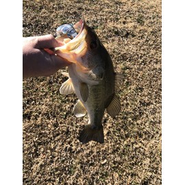 4" Spring Shad Multi Jointed Swimbait Bass Fishing Lure Bait Hard Slow Fast Sinking Life Like Big Gizzard Shad Minnow Bluegill Dark Sleeper Hooks (4" Rainbow Trout Injured)