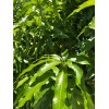Unbranded  15 Fresh and Organic Mango Leaves