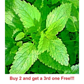 Link 1600 LEMON BALM CITRONELLA PERENNIAL  SEEDS MOSQUITO INSECT REPELLENT NON-GMO