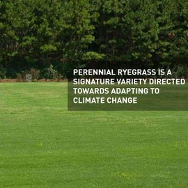 Hancock Perennial Ryegrass, High Wear & Drought Tolerant Turf, Lush Green Lawn, 10 LB Bag