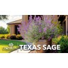 Texas Sage | 3 Live Plants | Leucophyllum frutescens |