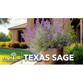 Texas Sage | 3 Live Plants | Leucophyllum frutescens | Drought-Tolerant Shrub for Landscaping | Hardy Evergreen with Silver Foliage and Purple Blooms