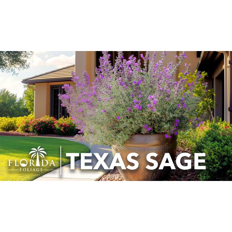 Texas Sage | 3 Live Plants | Leucophyllum frutescens |