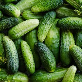 50 Boston Pickling Cucumber Seeds Heirloom Non GMO USA Harvested pollinator bee Butterfly, Green
