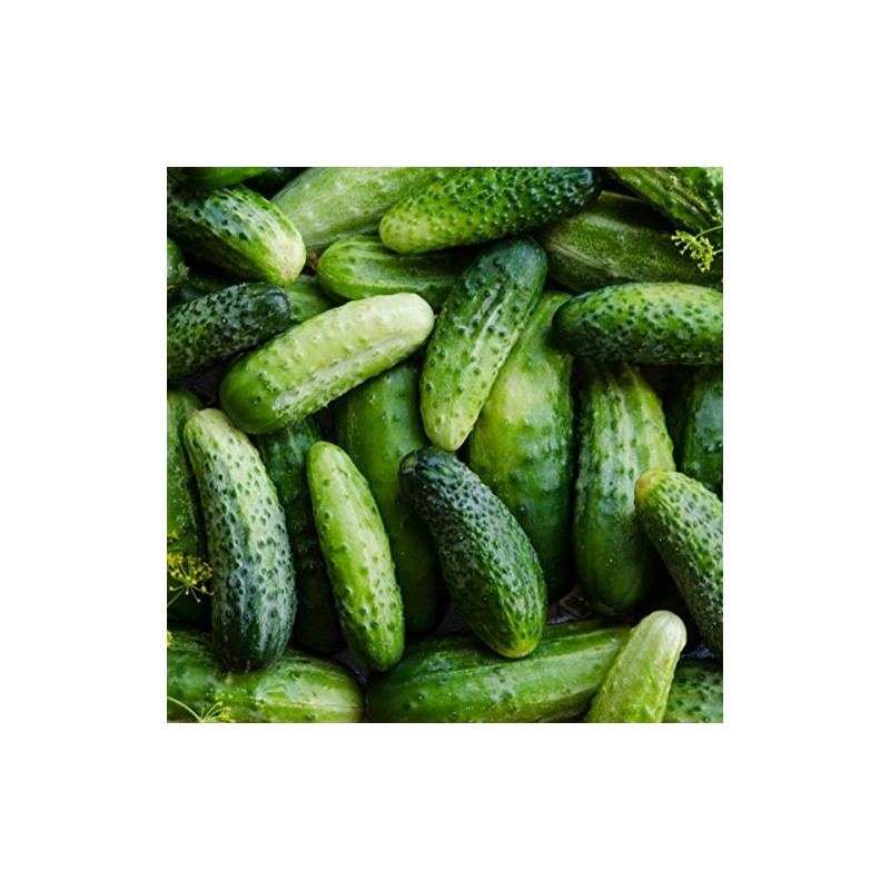 50 Boston Pickling Cucumber Seeds Heirloom Non GMO USA Harvested