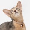 BuddyArmor Safety Cat Collar - U.S. IDA Gold Awarding Design,