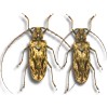 REAL JUMBO Golden Volcano PAIR Beetle Neocerambyx gigas +75mm Unmounted