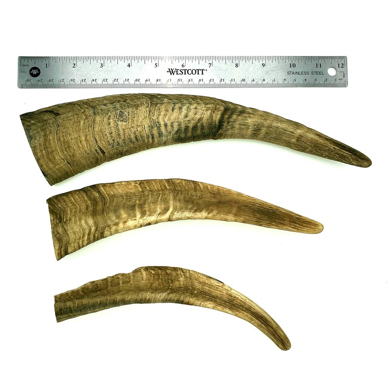 Herders Choice Chews Dried Goat Horns Dog Chew Large 1