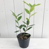 Hanamidori Laurel Seedling 4.1 inch (10.5 cm) Pot, 1 Strain