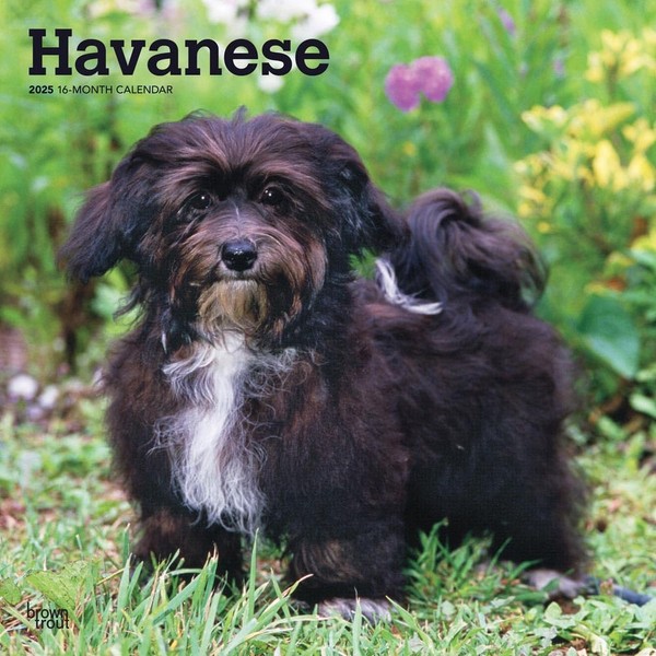 Havanese | 2025 12 x 24 Inch Monthly Square Wall