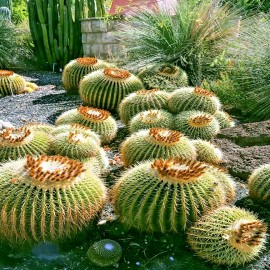 Cactus 25 Golden Barrel Ball Cactus Seeds Echinocactus grusonii Flowering Cacti Plant