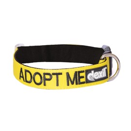 Adopt ME Yellow Color Coded Nylon S-M L-XL Buckle Dog Collars (New Home Needed) Donate to Your Local Charity (S-M Collar)