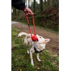Mountain Paws Climbing Rope Dog Toy with Durable, Reflective Thread,