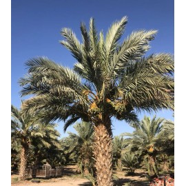 Fresh Medjool Medjool Dates 3x11 LBS Box- Grown Naturally- Medium Size. California Fresh Dates