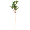 Tokyodo FG004155-024 Artificial Flowers MAGIQ Olive Pick Green Fruit L1-2