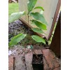 live plant Indian Blood Cling Peach grafted Bare root 1