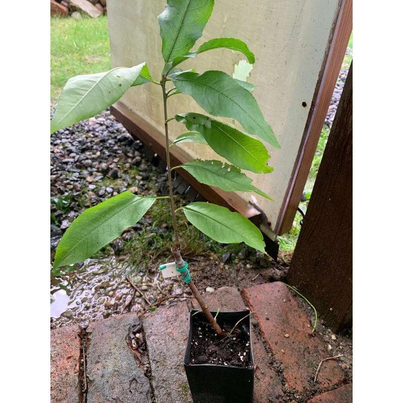 live plant Indian Blood Cling Peach grafted Bare root 1