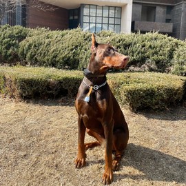 IVIA PET Dog Collar Copper Bell Pet Tracker Noise Maker/Leather Crafters Country Grazing Cow Bell for Pet Anti-Lost Pendant ID Tags for Pet Training Tracker Christmas New Year’s Eve(M)(Silver)