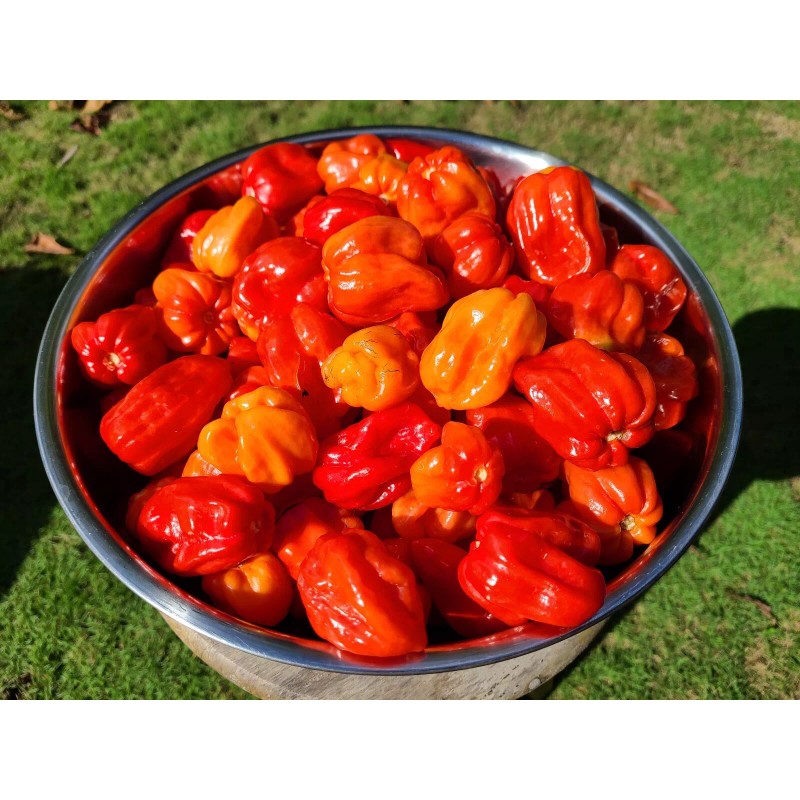 Shade Time Artisan Hot Sauce Artisan Hot Sauce, 5oz, Carolina