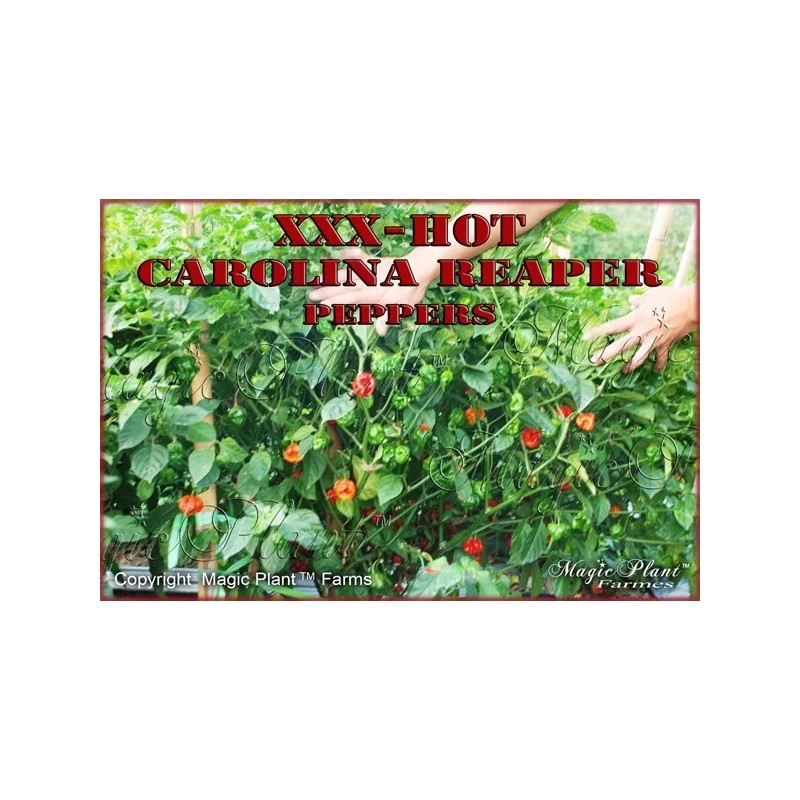 Magic Plant Farms Carolina Reaper SMOKED Pepper Powder - World's