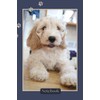 Cockapoo Notebook with 120 Lined Pages: Gift Idea for Dog
