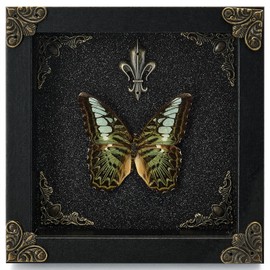 Real Butterfly Framed Handmade - Taxidermy Butterfly Shadow Box - Real Framed Butterflies in a Box for Gothic Home Decor Aesthetic. (Green Beautiful Butterfly)