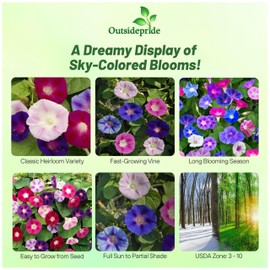 Outsidepride 250 Seeds Annual Ipomoea Purpurea Morning Glory Fieldgrown Climbing Vine Flower Seeds for Planting