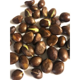 Loquat Japanese Loquat Seeds 20pcs Sweet Tropical Fruit Tree Ready To Plant