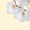 SIGEL DP904 Motiv-Papier "White Orchid", Briefpapier 90 g, DIN A4,