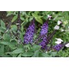 Pugster Blue Butterfly Bush (Buddleia) Live Shrub, Blue Flowers, 3