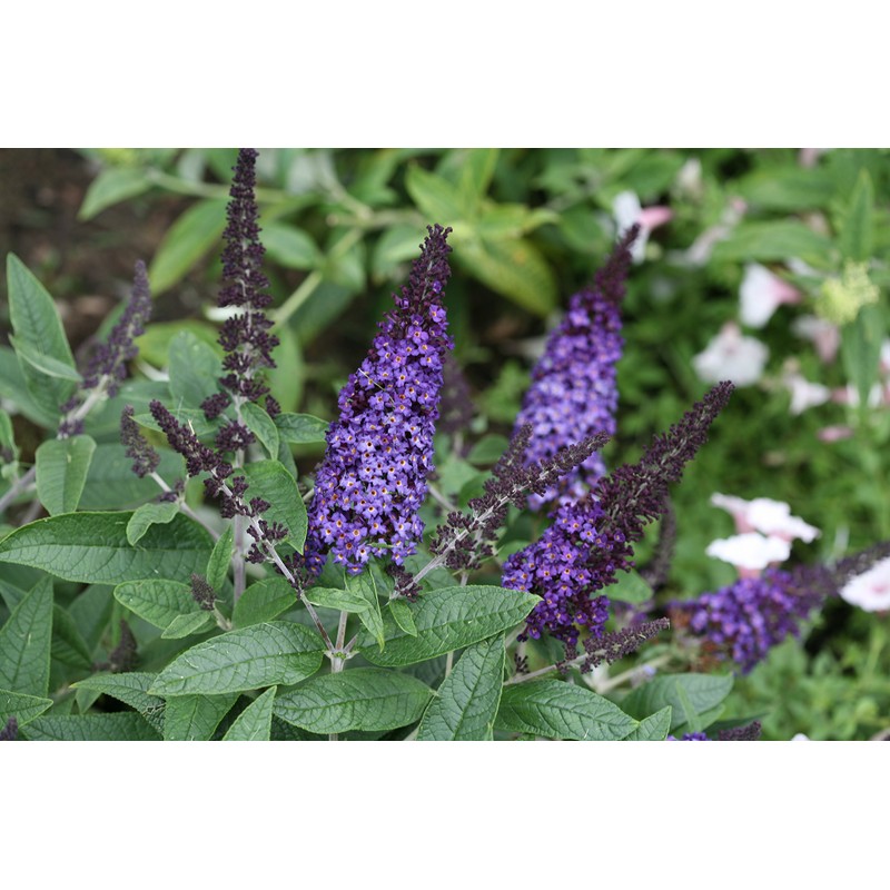 Pugster Blue Butterfly Bush (Buddleia) Live Shrub, Blue Flowers, 3