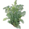 Botanica la Marina RUDA RUE Full Plant with rooth, green