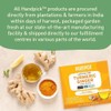 HANDPICK, Turmeric Ginger Tea Bags (100 Herbal Tea Bags) Caffeine