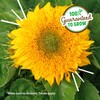 Back to the Roots Sunflower Organic Windowsill Planter Kit -