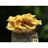 Root Mushroom Farm—Golden Oyster Mushroom Grow Kit