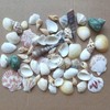 Shells Mixed, Natural Shells, Beach Shells, Craft Shells, Decorative Shells,