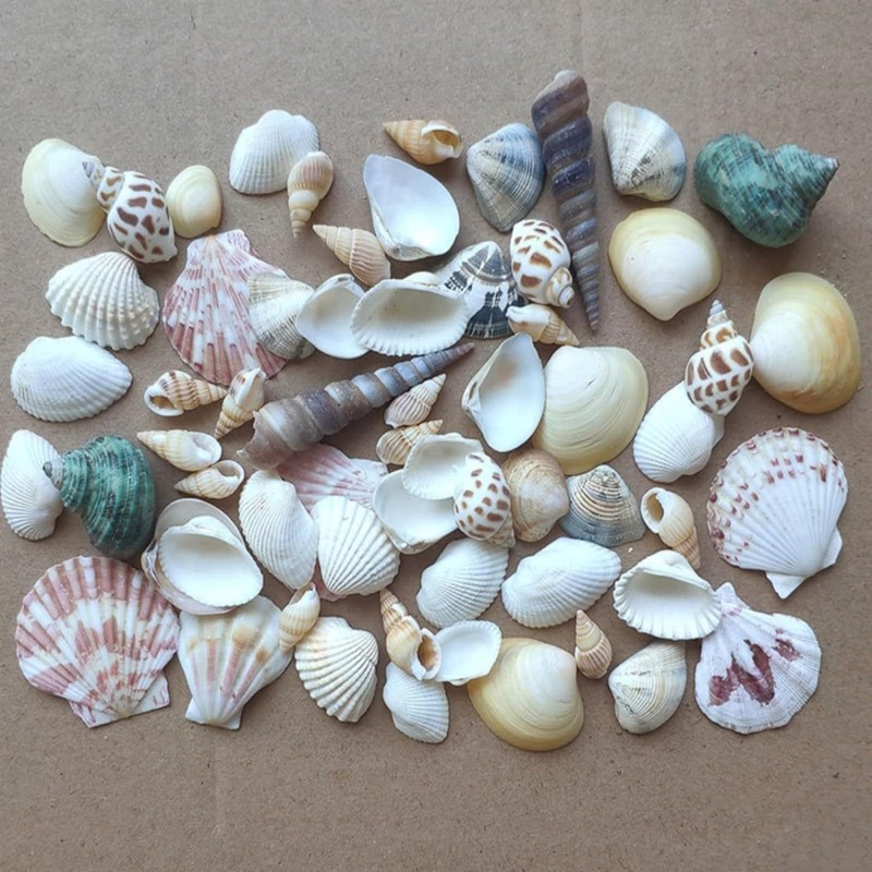 Shells Mixed, Natural Shells, Beach Shells, Craft Shells, Decorative Shells,