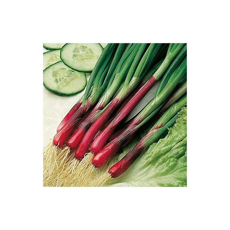 Seeds Red Welsh Onion Bunching Non GMO Vegetable for Planting