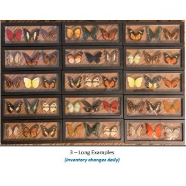 RANDOM Butterfly in a 3D Floating Frame - 3 Specimen, LONG
