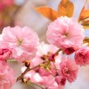 No Brand Set of 2 Kwanzan Japanese Cherry Tree -