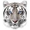 Jerry Fabrics Microfibre Fleece Blanket White Tiger 120 x 150