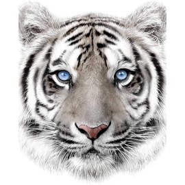 Jerry Fabrics Microfibre Fleece Blanket White Tiger 120 x 150 cm