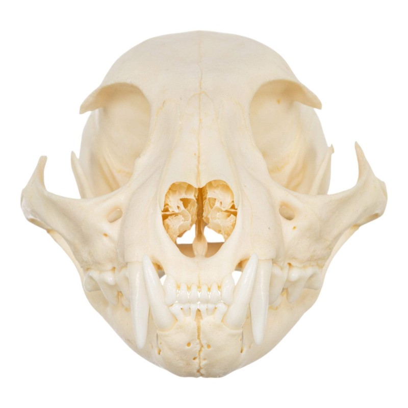 Real Bobcat Skull A Quality