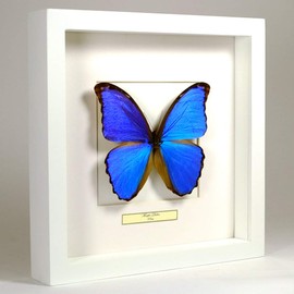 De Museumwinkel.com Morpho Didius - Blue Morpho Butterfly - Real Prepared Butterfly Mounted Under Glass in Handmade White Wooden Frame