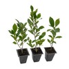 3 Indian Laurel Figs – Live Ficus Nitida Plant –